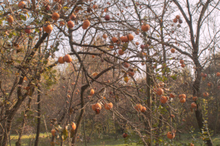 Parco Giardino S. Apollonio