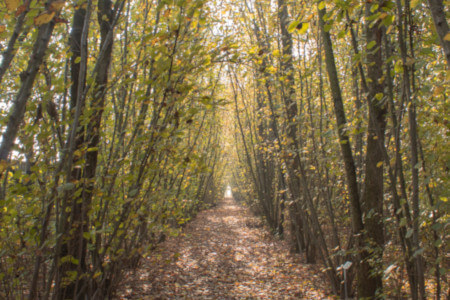 Parco Giardino S. Apollonio