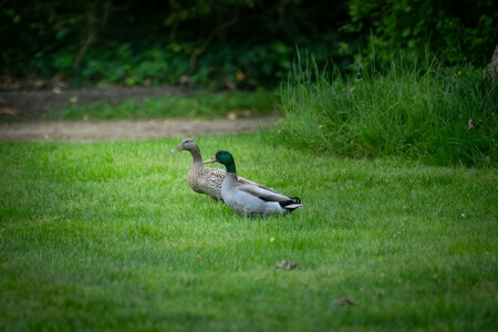 Parco Giardino S. Apollonio