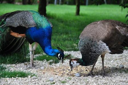 Parco Giardino S. Apollonio