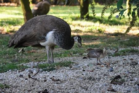 Parco Giardino S. Apollonio