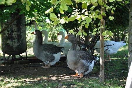 Parco Giardino S. Apollonio